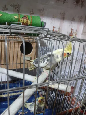 طيور كوكتيل بغبغاء