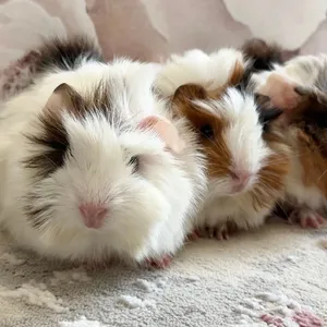 Guinea pigs (3 baby females 2 baby males) Sheba breed