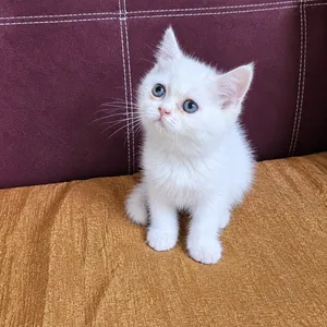 بالصلاة على النبي قطط للبيع