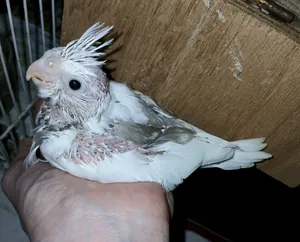 Albino and lutino cocktail babies available
