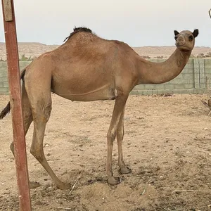 ناقة مدني بصحه و الحمدلله