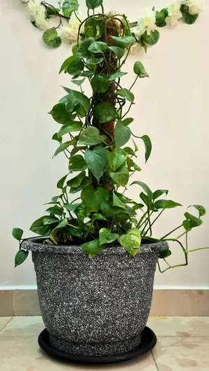 Healthy Money Plant with Fresh Fertilizer and Large Pot