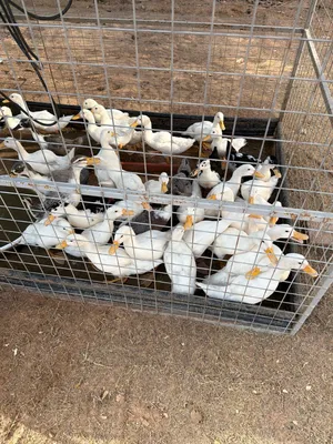 Cute and Healthy Ducks for sale