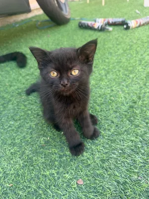 Beautiful Black Persian × Scottish Male Kitten for Sale in Dubai Vaccinated