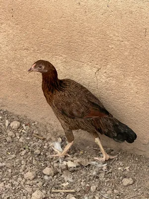 دجاجه مخلفه صحه ونشاط