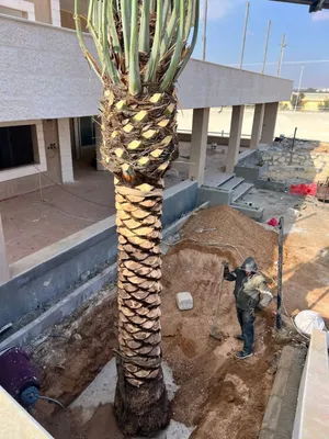 نخل واشنطونيا زينه ومثمر باقل الاسعار بالمملكه