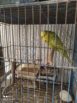 ذكر انصاص انجليزي + نشاره خشب خشن + حجر سبيط