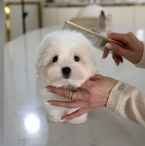 Beautiful fluffy cute Maltese puppy healthy and very playful looking for new home