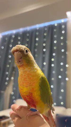 Green cheek conure 3 years old
