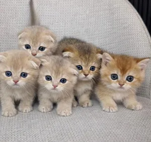 Cat for sell