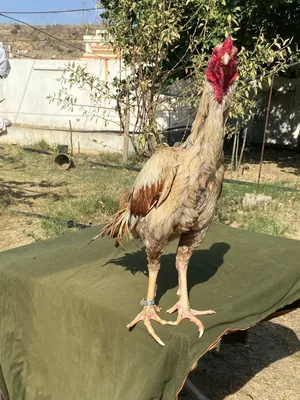 ديك فارسي من انتاجي