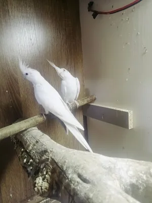 كوكتيل البينو عين حمره طيور منتجه وشرط الصحه ع وجه بياض