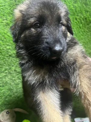 German Shepherd puppies