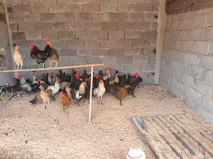 دجاج عربي يدحي وحجم ونضافة ربي يبارك وفيه عتوقة