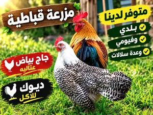 متوفر لدينا بيض ودجاج وديوك وصيصان وفراخ بلديات.