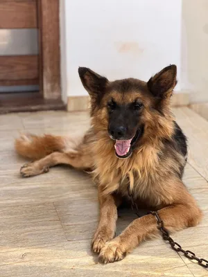 جيرمان شيبرد