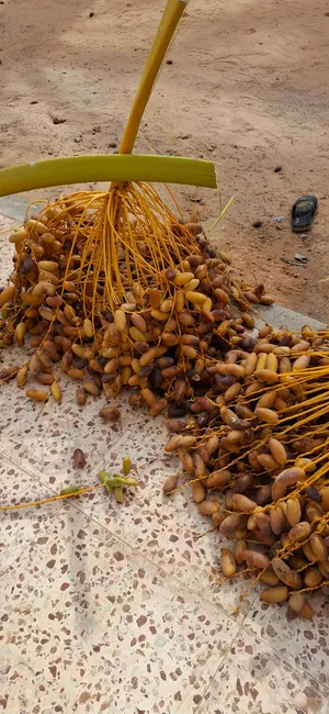 4 عراجين حرة كبار  الكيلو 3 دينار