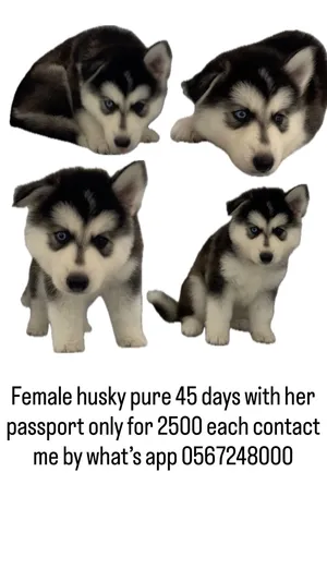 Pure husky for sale 45days