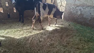 عجلة صغيرة عمرها تقريبا  7 اشهر