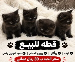 للبيع قطوة نوع شيرازي