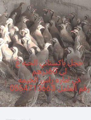 حجل باكستاني للبيع