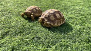 cute baby exotic sulcata tortoises