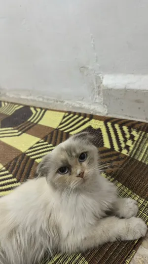 قطه سكوتش فولد للبيع