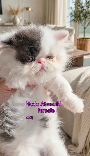 قطة بنت فان بلو وايت