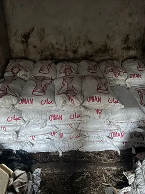 تمر نفيعه.