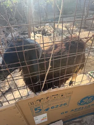 خروف يذب ب35كيلو
