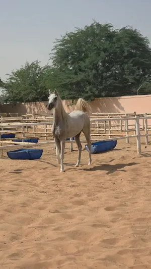 حصان عربي خصي