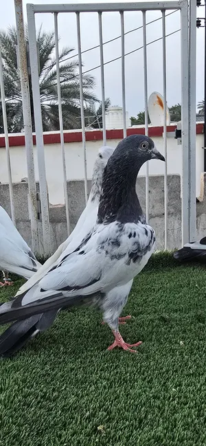 حمام باكستاني مختلف النسول