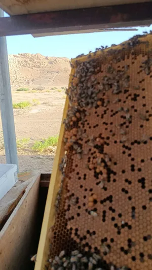 يتوفر خلاياء نحل جاهزه ل موسم السدر . وبهن زوائد