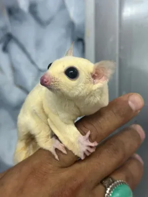 Sugar glider