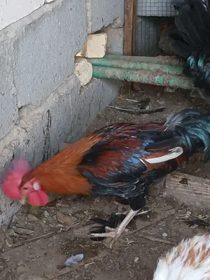 ديوجه دندراوي كويتي