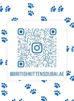 British shorthair longhair Scottish kittens British shorthair Scottish fold kittens Munchkins