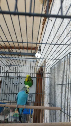 كوبية بقلينو نبروان مصوقرا