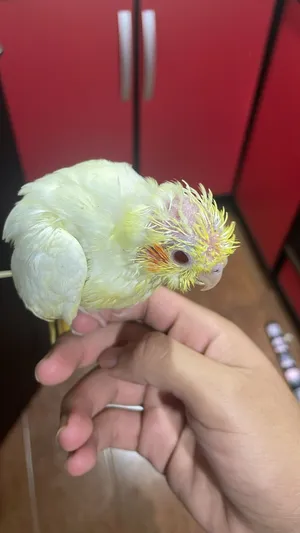 للبيع فرخ كوكتيل عمره شهرين و متعلم