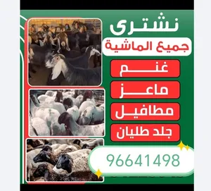 نشتري غنم وماعز