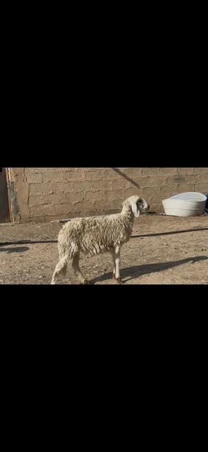 حمله تهجين سوداني ماشاء حجم ولون