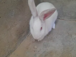 ذكر ارنب عمره 7شهور