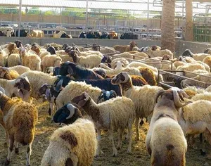 مطلوب شريك ممول + مشرف لمزرعة مواشي