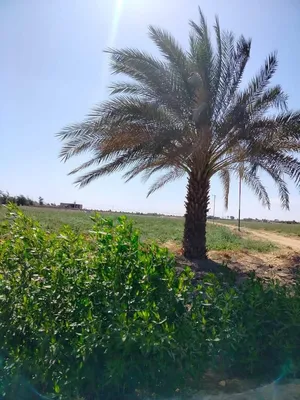 Farm Land for Sale in Fayoum Tamiya