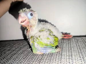 فرخ كنيور حجم وصحه ونشاط وصبغه قوييه
