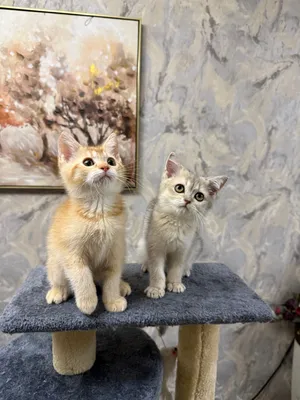 British short hair Chinchilla kittens 1800AED