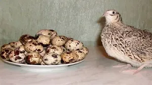 بيض سمان حق الاكل فقط للبيع
