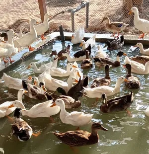 Buyers for Ducks