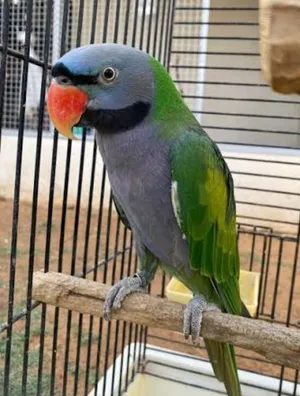 ببغاء دربيان بحكي بطلقه عاليه أليف على اليد