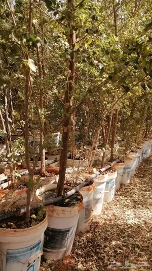 تصفية وفرصة اشجار سدر بلدي كبير/ البيع بسعر الجملة بحسب العدد