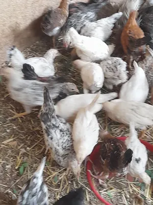 دجاج عماني للبيع